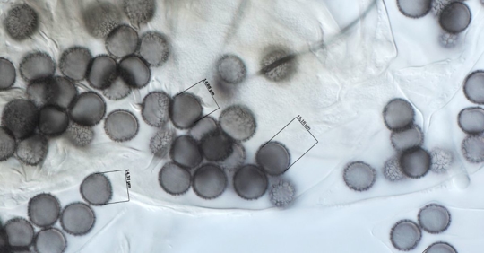 mold spores
